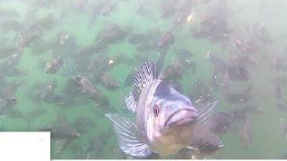 TURN THIS FRESH FISH IN THE SEA LAKE Takengon