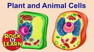 Plant and Animal Cells for Kids