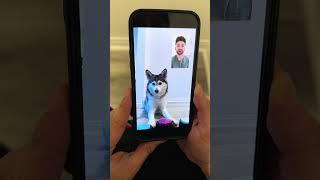 Sapphie the pomsky facetimes parents while they are out