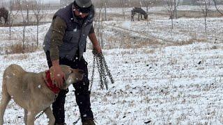 KARLI SABAHA UYANDIK - KÖPEKLERİN YERİNDE DEĞİŞİKLİK