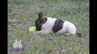 Direnna’s Angus - macho - Canil Direnna - Bulldog Frances