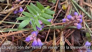 Spanish subtitles   The Forest Conservation Burial Ground