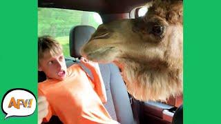 When Animals "ATTACK!"   | Funny Animal Fails | AFV 2020