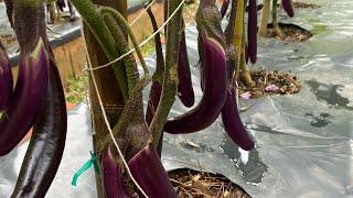 Growing Ichiban Japanese Eggplants