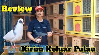 REVIEW MERPATI GIRINGAN KTP TEMANGGUNG & DARI PASAR KERTEK WONOSOBO, DIBELI SEDULUR DARI JAMBI