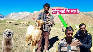 NOMADIC SHEPHERD'S LIFE IN HIGH ALTITUDE MOUNTAIN. THERE IS VERY LOW OXYGEN . INDIAN SHEPHERD'S