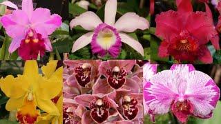 2024 Naples Orchid Society Show and Sale