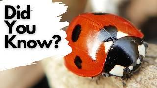 Things you need to know about LADYBIRDS!