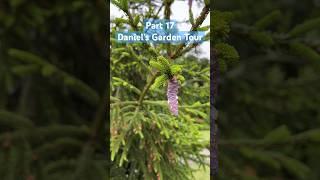 Part 17: Daniel’s Garden Tour #evergreen