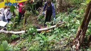 Bantu Teman Tebang Pohon Durian, Seorang Pria Tewas Tertimpa Pohon Jati - LIM 20/01