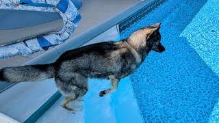 My Dog Jumped In the Pool on this HOT Day!