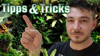 Effektive Regenwaldterrarium Tipps & Tricks für Anfänger