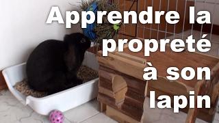 Apprendre la propreté à son lapin