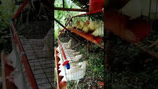 My Small Layer Poultry Business || Egg Machine || Agri-Farm