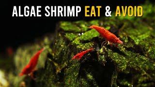 8 Shrimp Species That Will SURPRISE You With Their Algae Preferences!