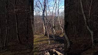 Mystical forest wolk: Nature's beauty #forest #wood #amazing #nature