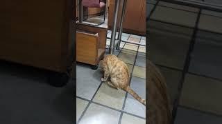 Cute Cat Video #shorts #cutecat