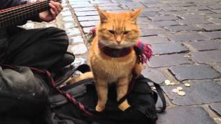 "A Street Cat Named Bob" The Big Issue cat - iPhone 4s 1080p