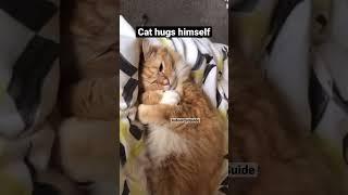 Cat hugs himself #cat #cats #funnycats