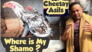 Cheetay and innocent Shammo Where is my shamo ? faisal butt