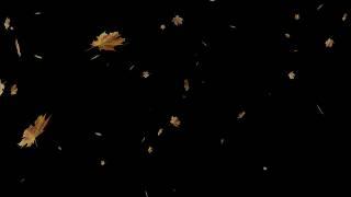Leaves falling overlay video effect / free download CC0