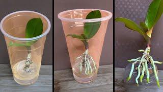 This Tip Helps Old Orchids Root Quickly and Produce Young Leaves