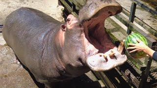 Hippo Devour Watermelon at Nagasaki Bio Park ASMR