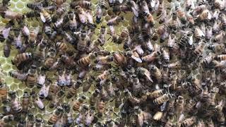 Splitting a young hive - fast growing bees