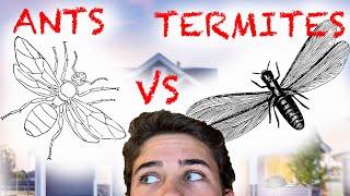 Flying Ants VS Flying Termites (AKA Swarmers)