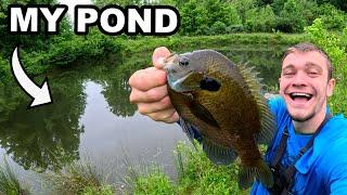 Stocking my Pond with GIANT Bluegill!