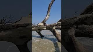 Wow!!! Dead trees on the beach ️