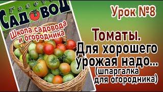 ТОМАТЫ. Для хорошего урожая надо... (шпаргалка для огородника) Урок№8