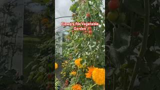 The boy who cried veg | Flowers for vegetable garden #shorts #DreamTrackAI Upbeat nature