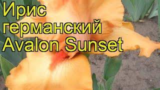 Ирис германский Авалон Сансет. Краткий обзор, описание характеристик iris germanica Avalon Sunset