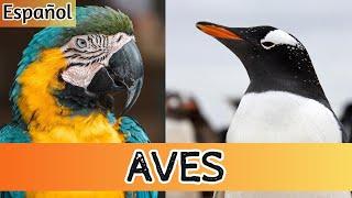 Aves para Niños: ¡Vuela hacia la Diversión, el Aprendizaje y los Sonidos de las Aves! 