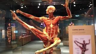 Amazing Body Works Exhibit at Tech Museum in San Jose