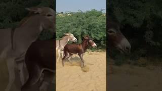 Donkeys short#animals #gadha #youtubeshorts