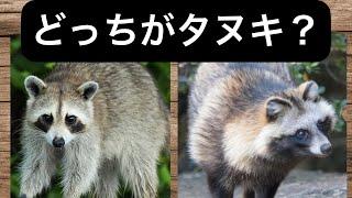 動物二択クイズ