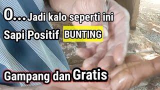 Cara Mudah Mengetahui Sapi bunting, Semua pasti bisa meski pemula