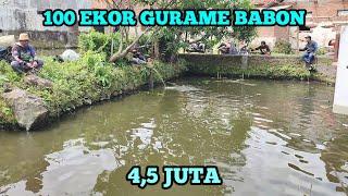 100 EKOR GURAME BABON !! HARGA 4,5 JUTA | DI PANCING 5 ORANG