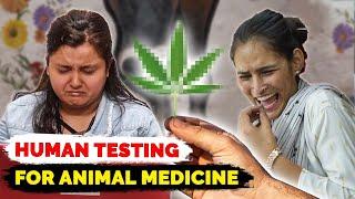 Testing "herbal" dog medicine on humans. #70