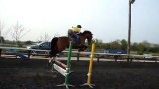 Pigeon Show Jumping