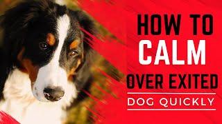 How to Calm an Excitable Dog With 8 Easy Steps Quickly