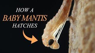 The Complete Process of a Praying Mantis Hatching