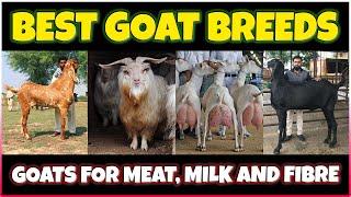 Best Goat breeds in the World | World's Best Goat Breeds for meat, milk and Fiber