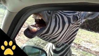 Safari Animals: Compilation