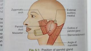 PAROTID GLAND ANATOMY-NOTES#B.D.CHAURASIA#HEAD,NECK AND BRAIN ANATOMY