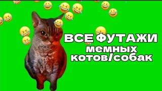 ВСЕ ФУТАЖИ С МЕМ КОТАМИ