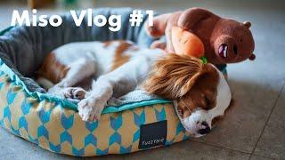 [Vlog] We got a puppy in Singapore! Miso the Cav