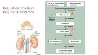 Fluid, Electrolyte, and Acid Base Balance